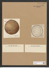 Campylodiscus latus var. upolensis Grun. (de-Toni-Nr.: Genus 57, Species 2460) Zeichnungen Sammlung Grunow Nr. 4960 (NHMW-BOT-W0373183)